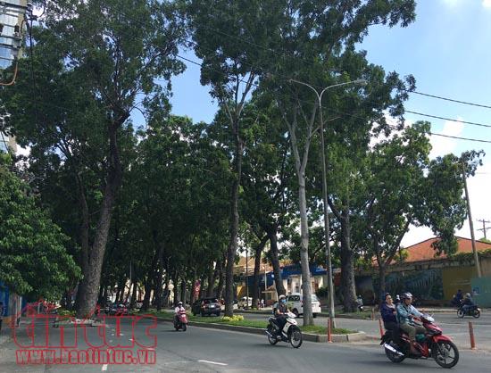 Ngắm hàng xà cừ trên đường Tôn Đức Thắng trước khi đốn hạ để xây cầu Thủ Thiêm 2 ảnh 4